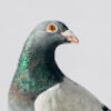 poshpigeonpants